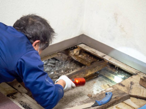 Mold Testing and Removal in Rolla, ND