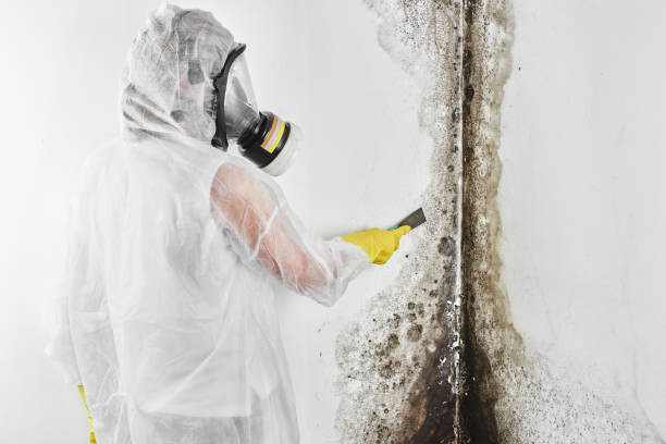 Best Mold Cleaning Services  in Rolla, ND