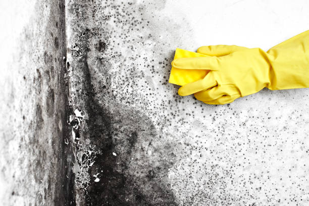Best Local Mold Removal Service  in Rolla, ND