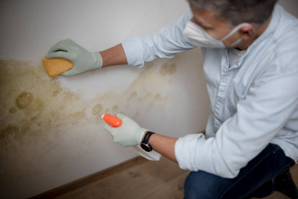 Certified Mold Removal in Rolla, ND