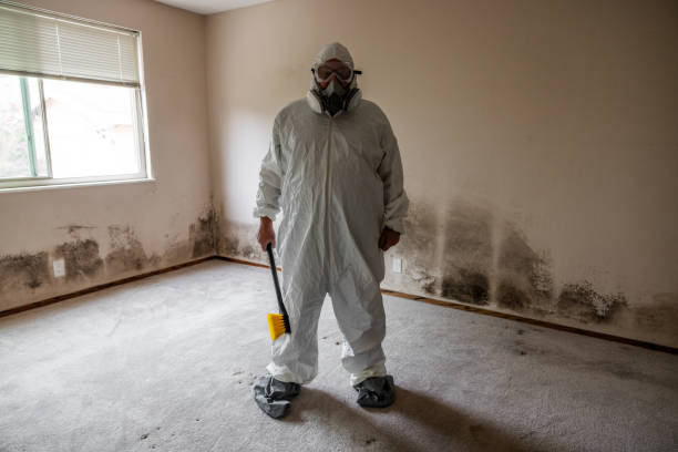 Office Mold Removal Services in Rolla, ND