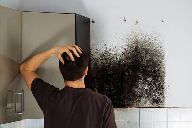 Best Office Mold Removal Services  in Rolla, ND