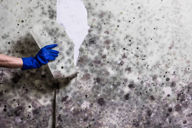 Best Mold Cleaning Services  in Rolla, ND